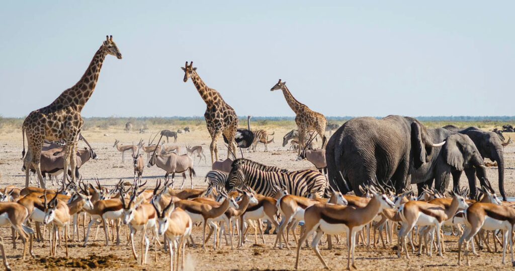 etosha