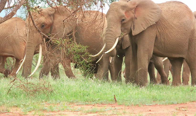 Tsavo East And Amboseli