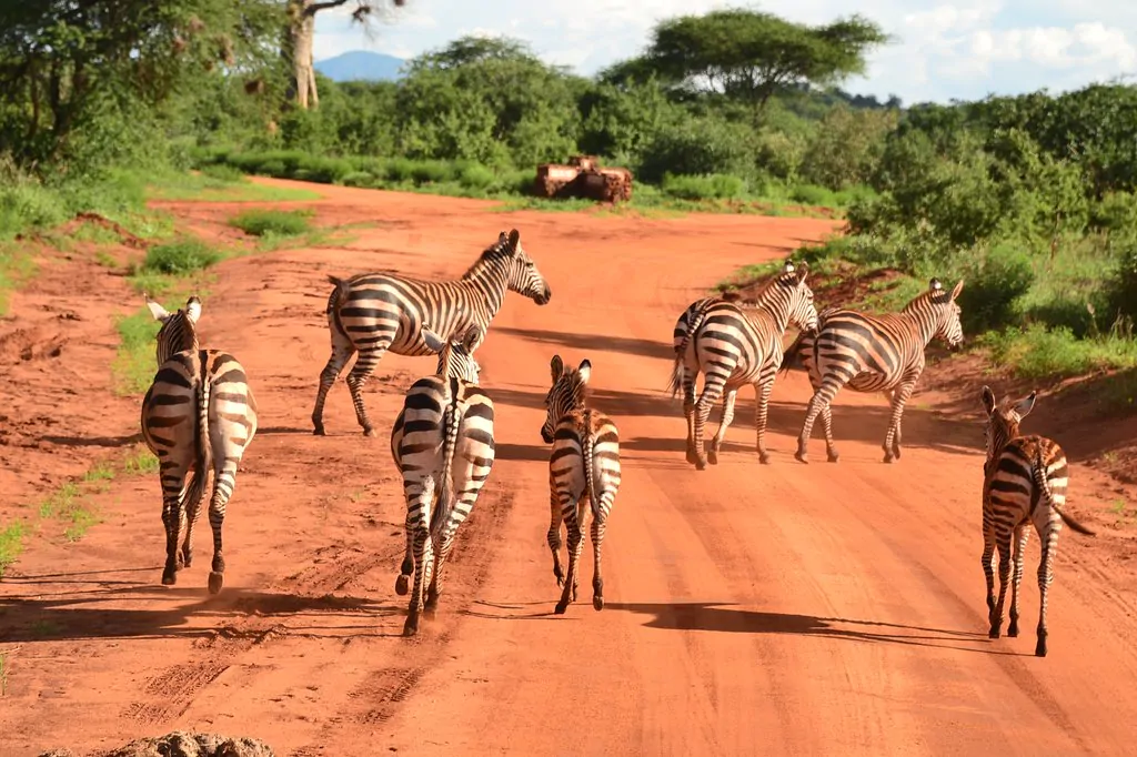 Tsavo East national Park 1.jpg