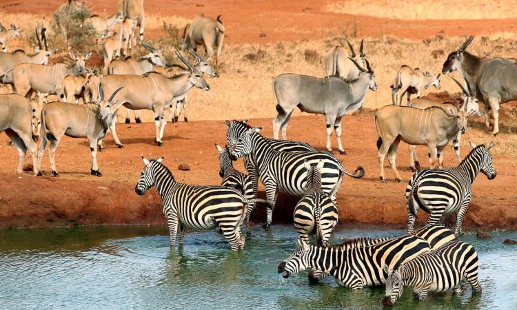 Tsavo West National Park