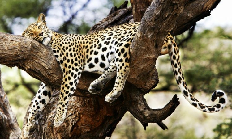 Tsavo West National Park5