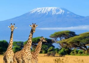 Amboseli safari