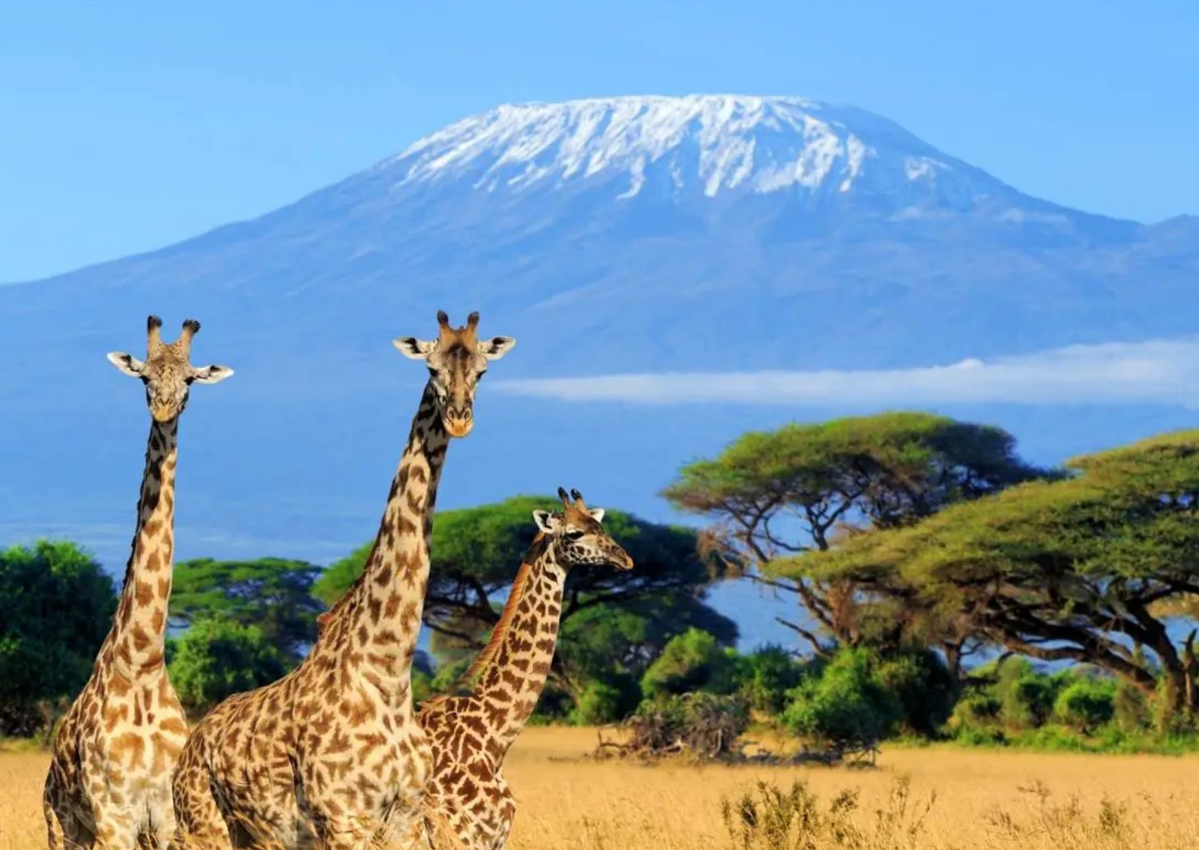 Explore Tsavo And Amboseli 2026