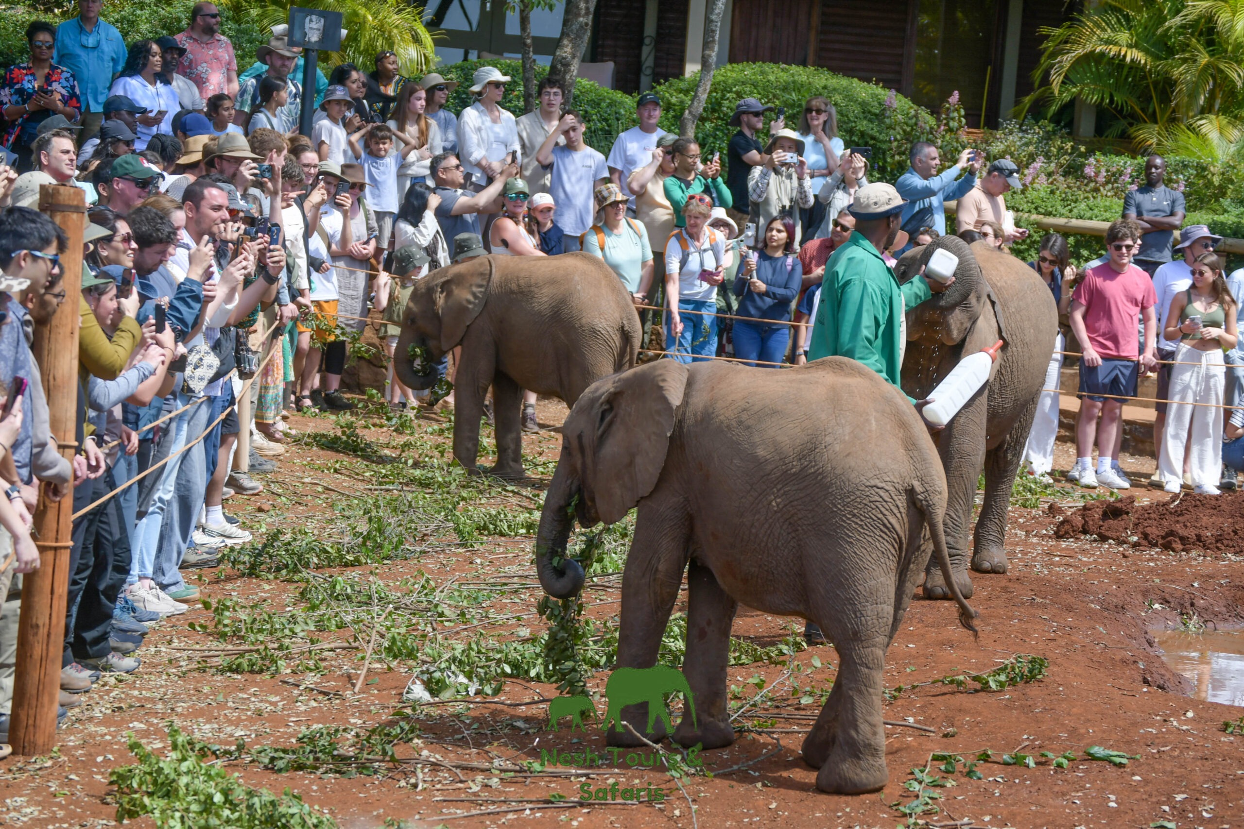 David Sheldrick Elephant Orphanage visit in Nairobi