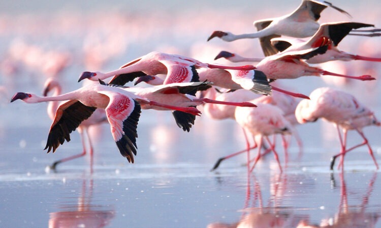Flamingos in Lake Nakuru National park
