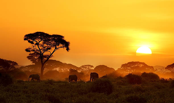 Golden Hour Safari Moments