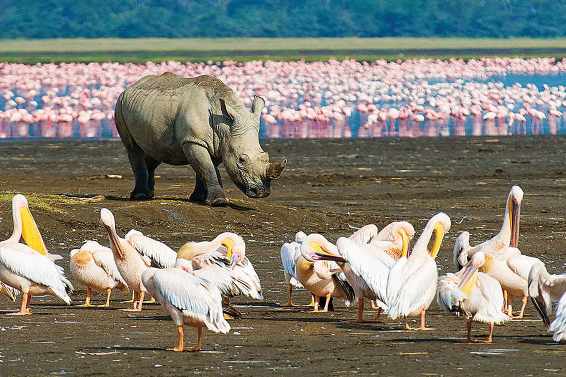 Rhino sightings at Lake Nakuru National Park