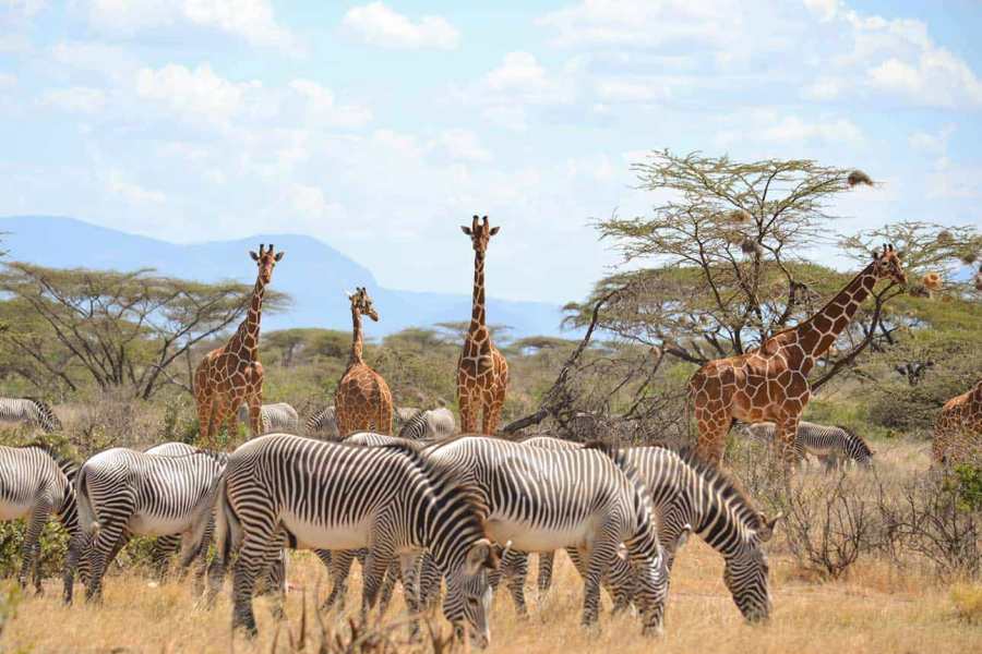 3-Day Samburu Fly-In Safari From Nairobi