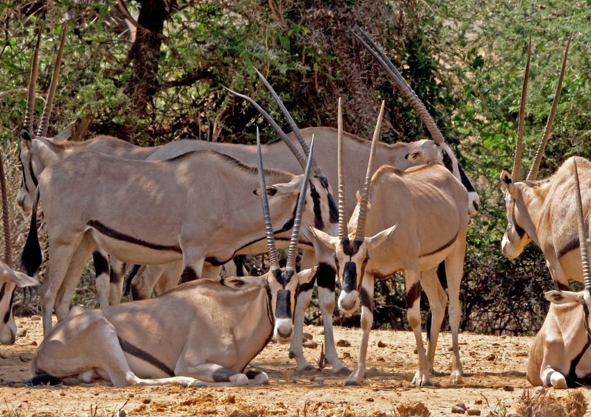 Beisa oryx in Samburu