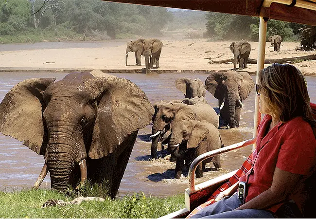 Luxury safari game drive experience with Nesh Tours and Safaris