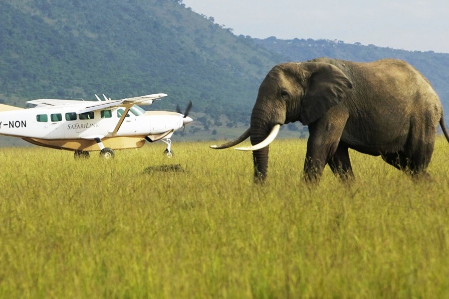 4-Day Masai Mara Fly-In Migration Safari with Nesh Tours and Safaris
