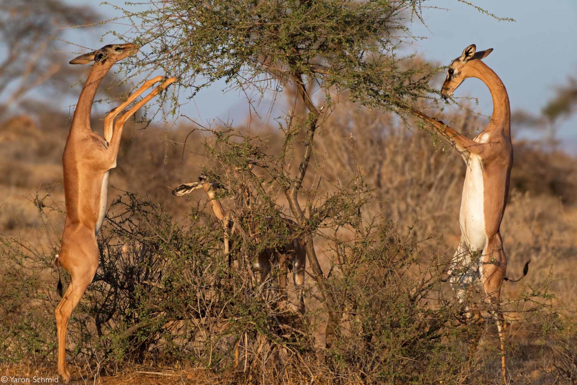Gerenuk in Samburu