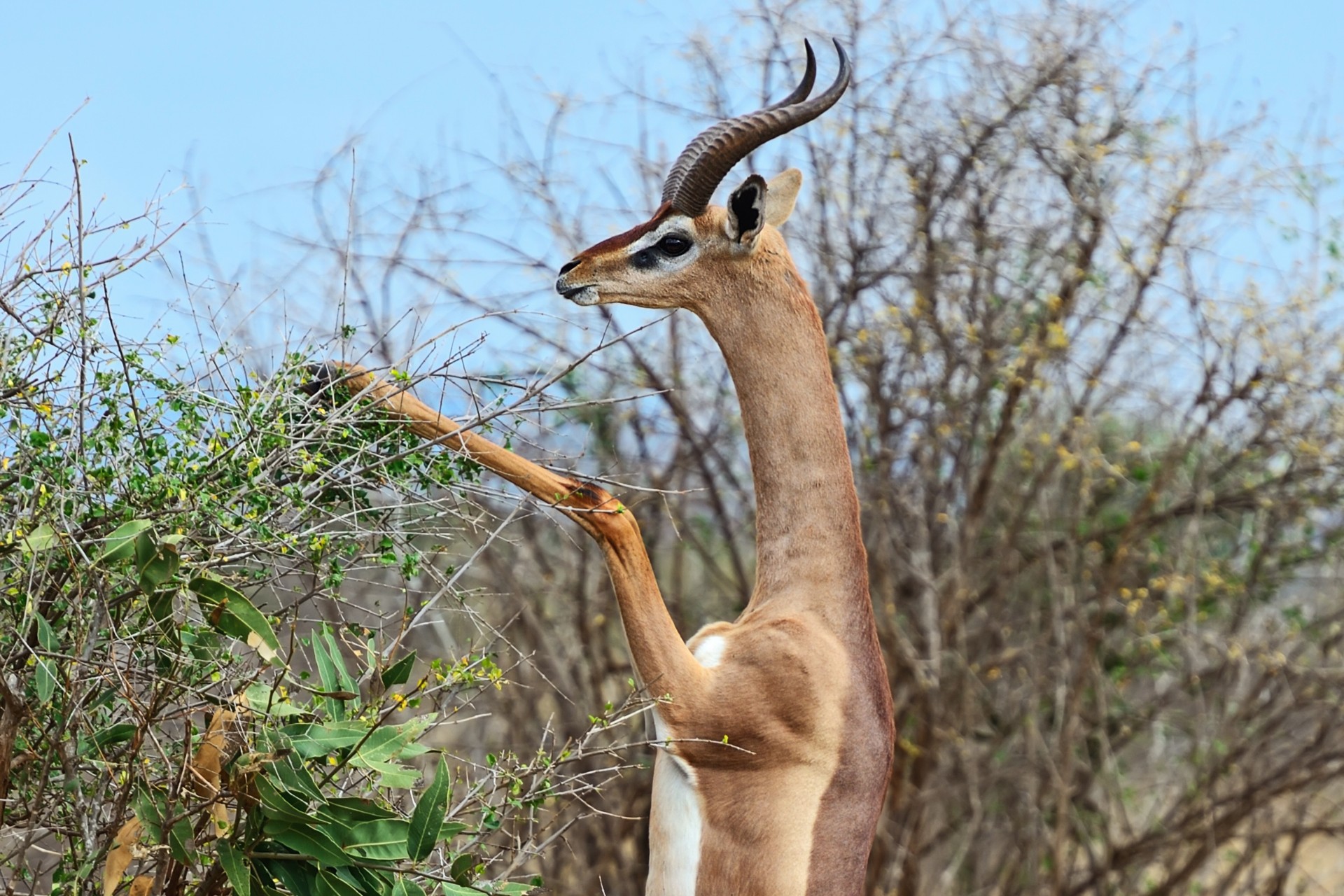 Gerenuk in Samburu