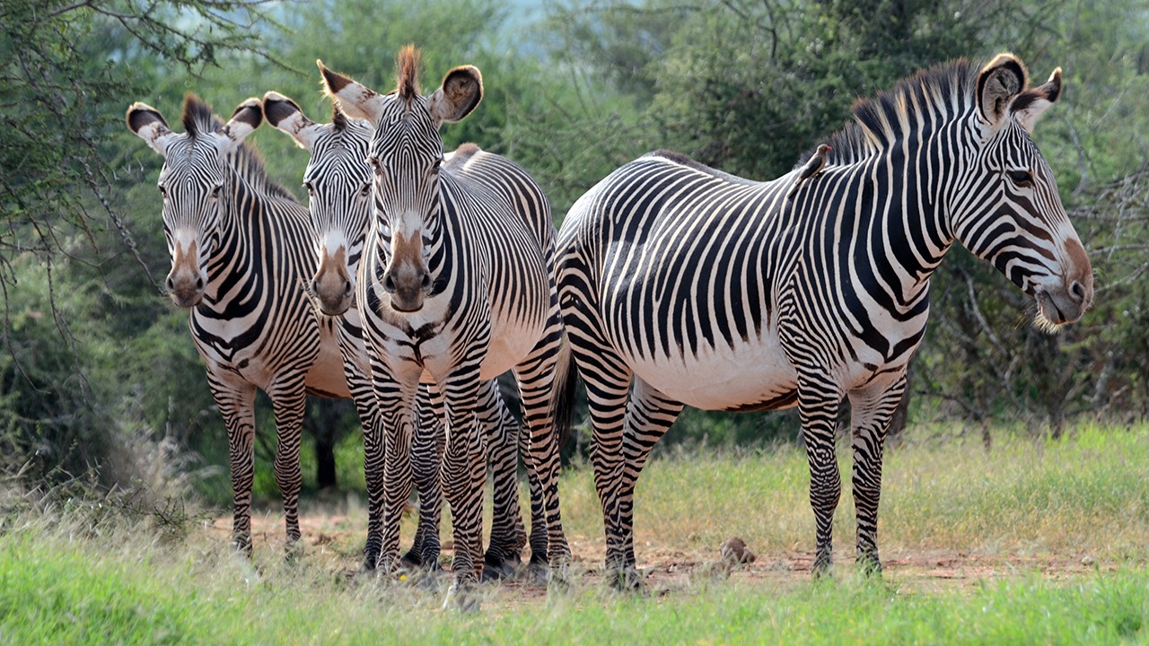 Grevy's zebra in Samburu