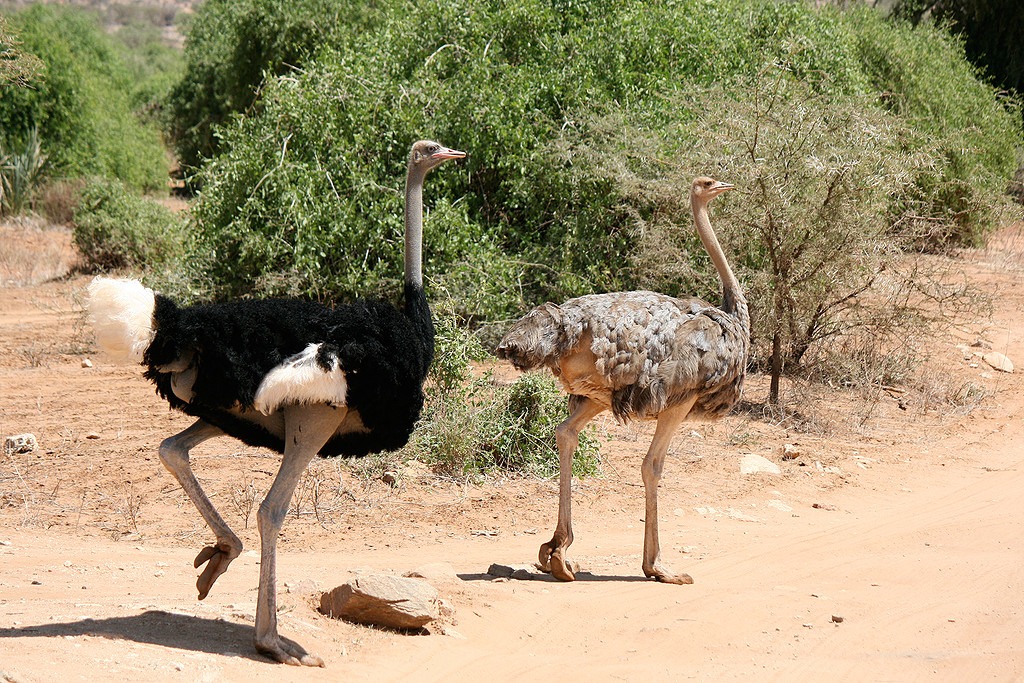 Somali ostrich in Samburu