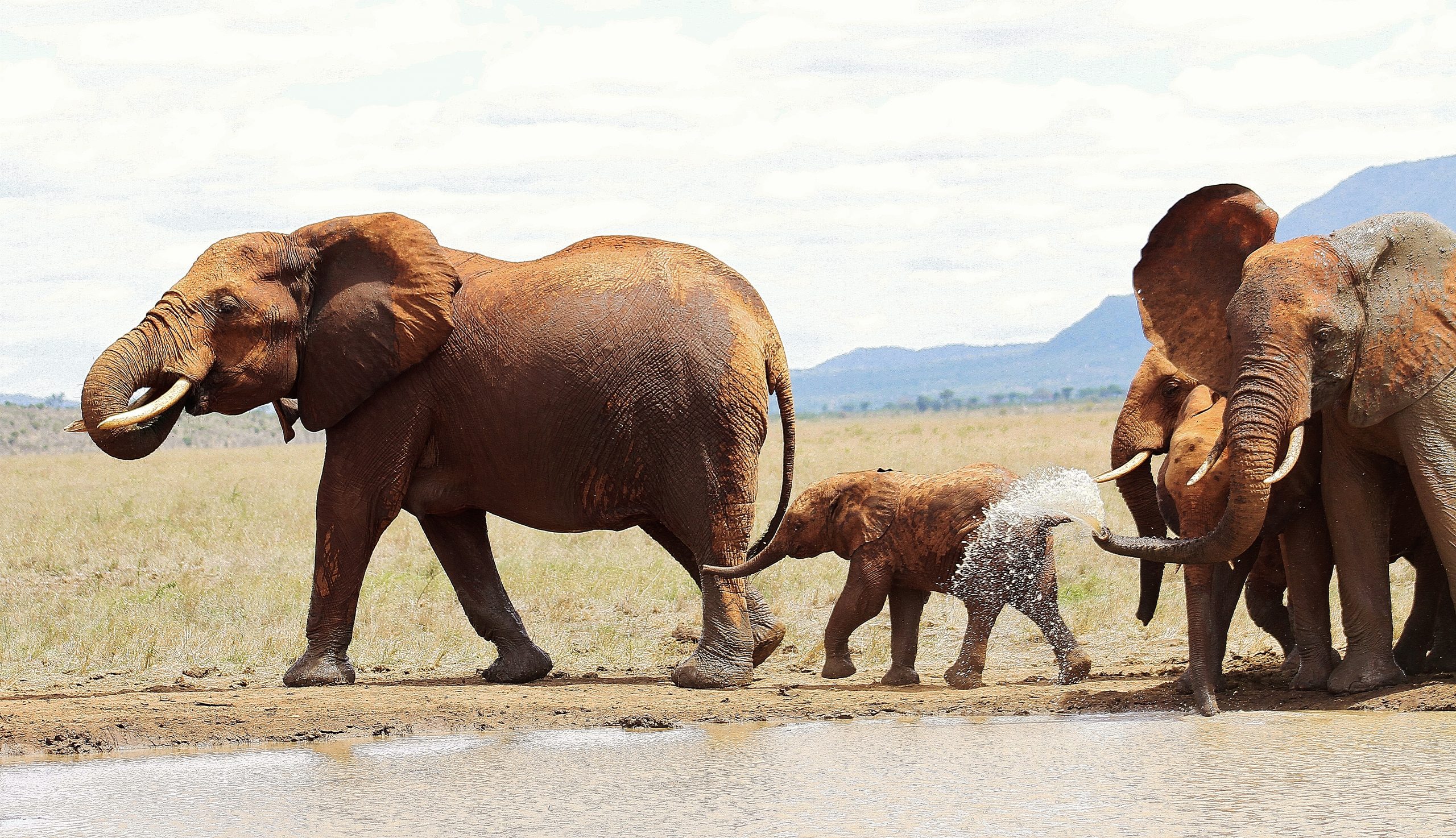 6 Days Tsavo West, Amboseli, Naivasha & Masai Mara Safari