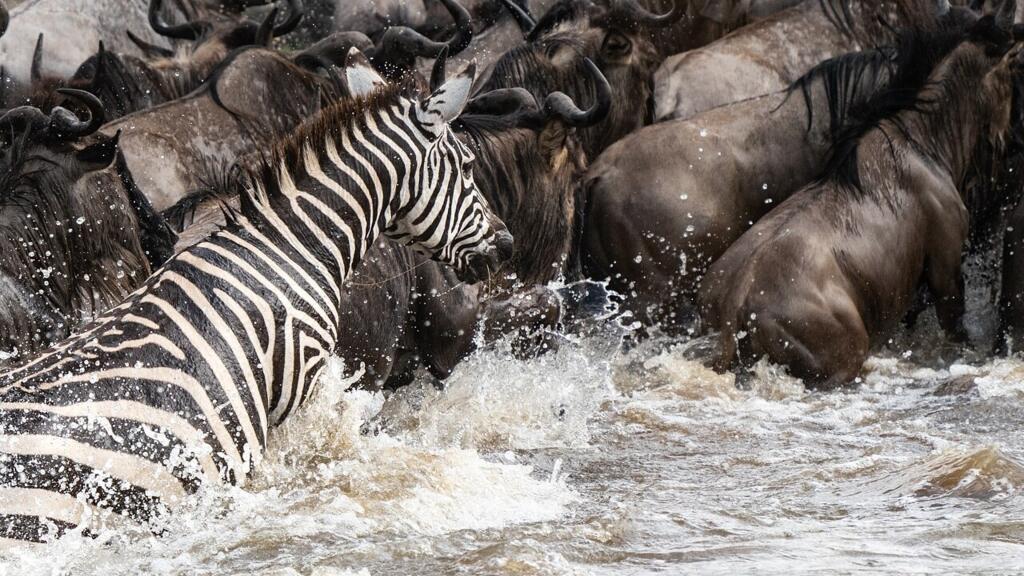 Masai Mara migration safari with wildebeest herds