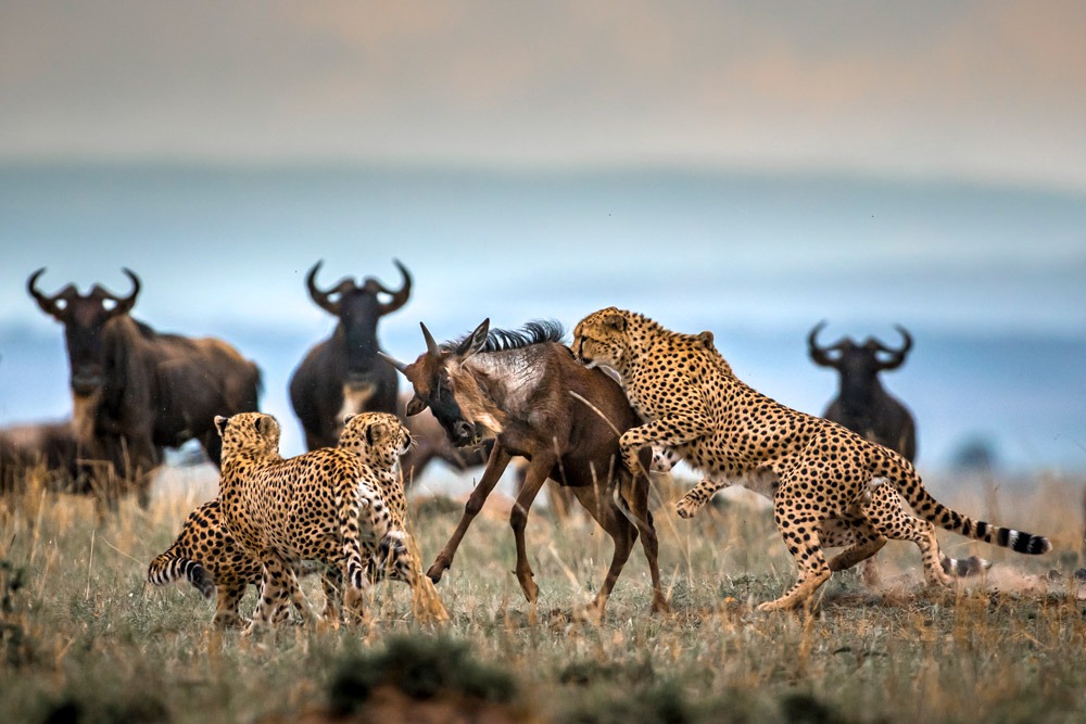 Predator and prey experiences during the Great Wildebeest Migration