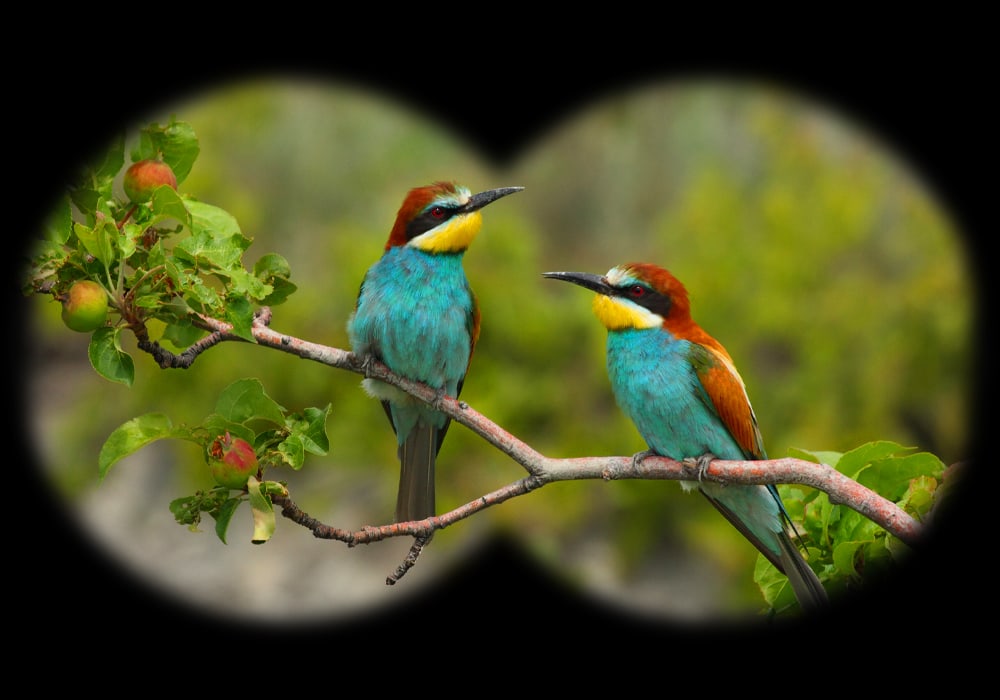 Birdwatching in Tsavo West