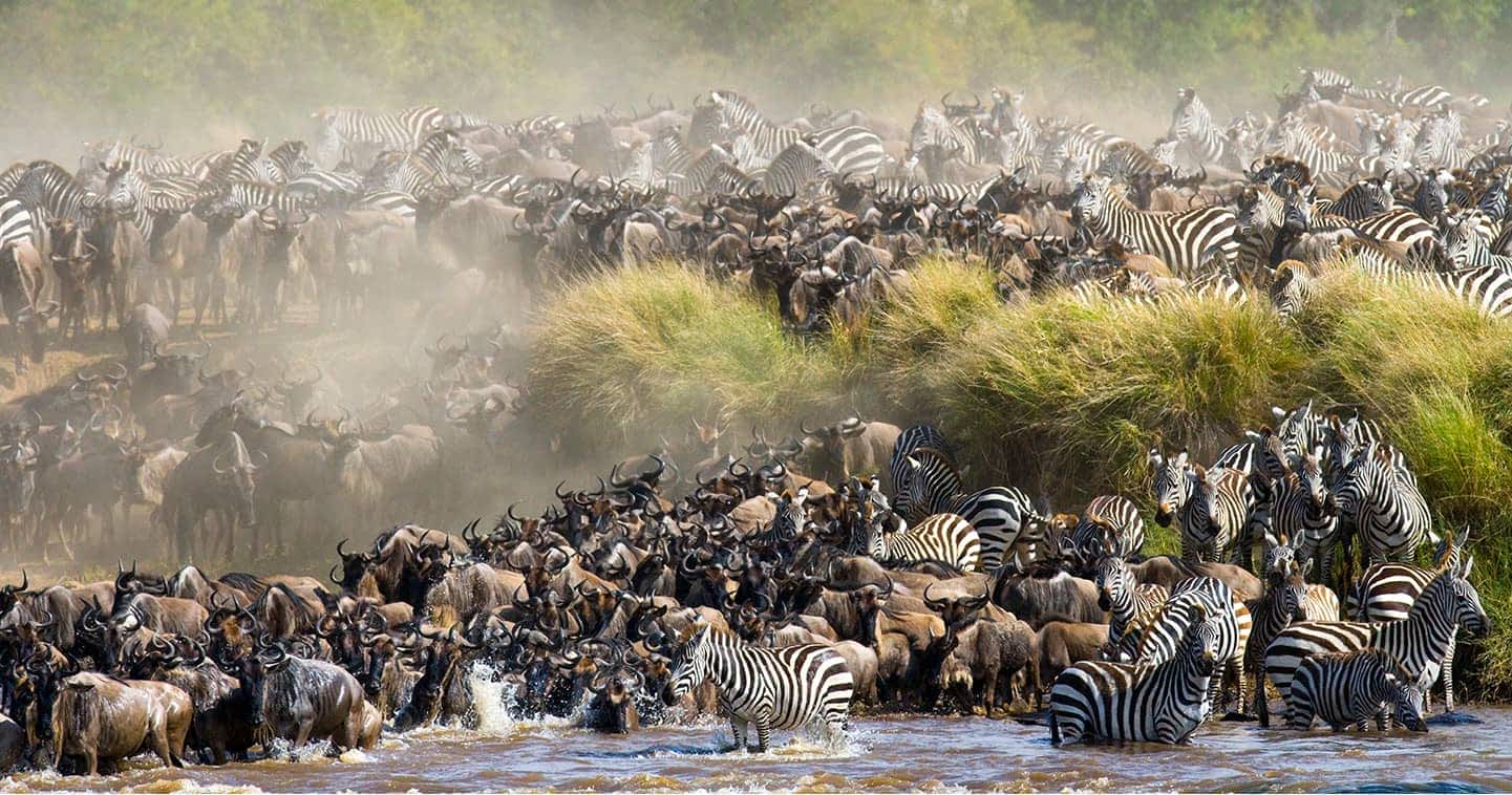 Great Wildebeest Migration Masai Mara & Serengeti Safari