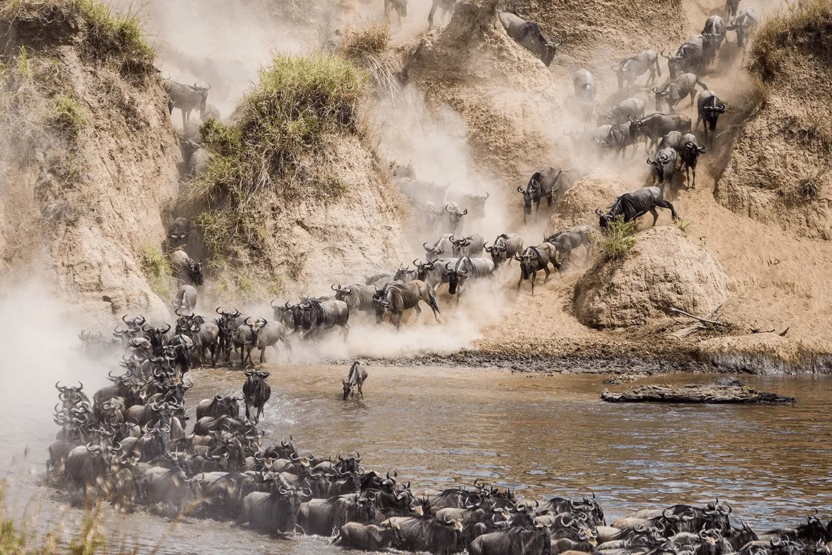 Mara River crossing during the Great Wildebeest Migration