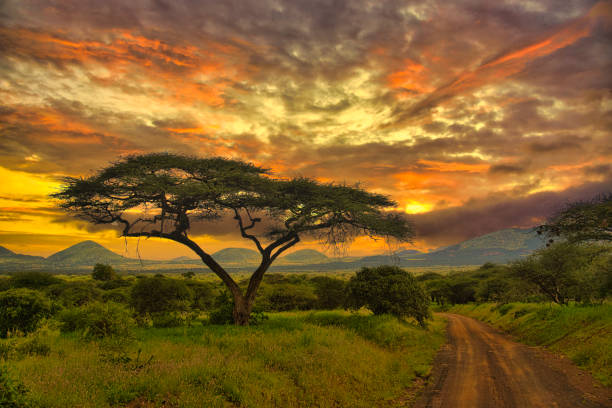 Scenic landscapes in Tsavo West National Park