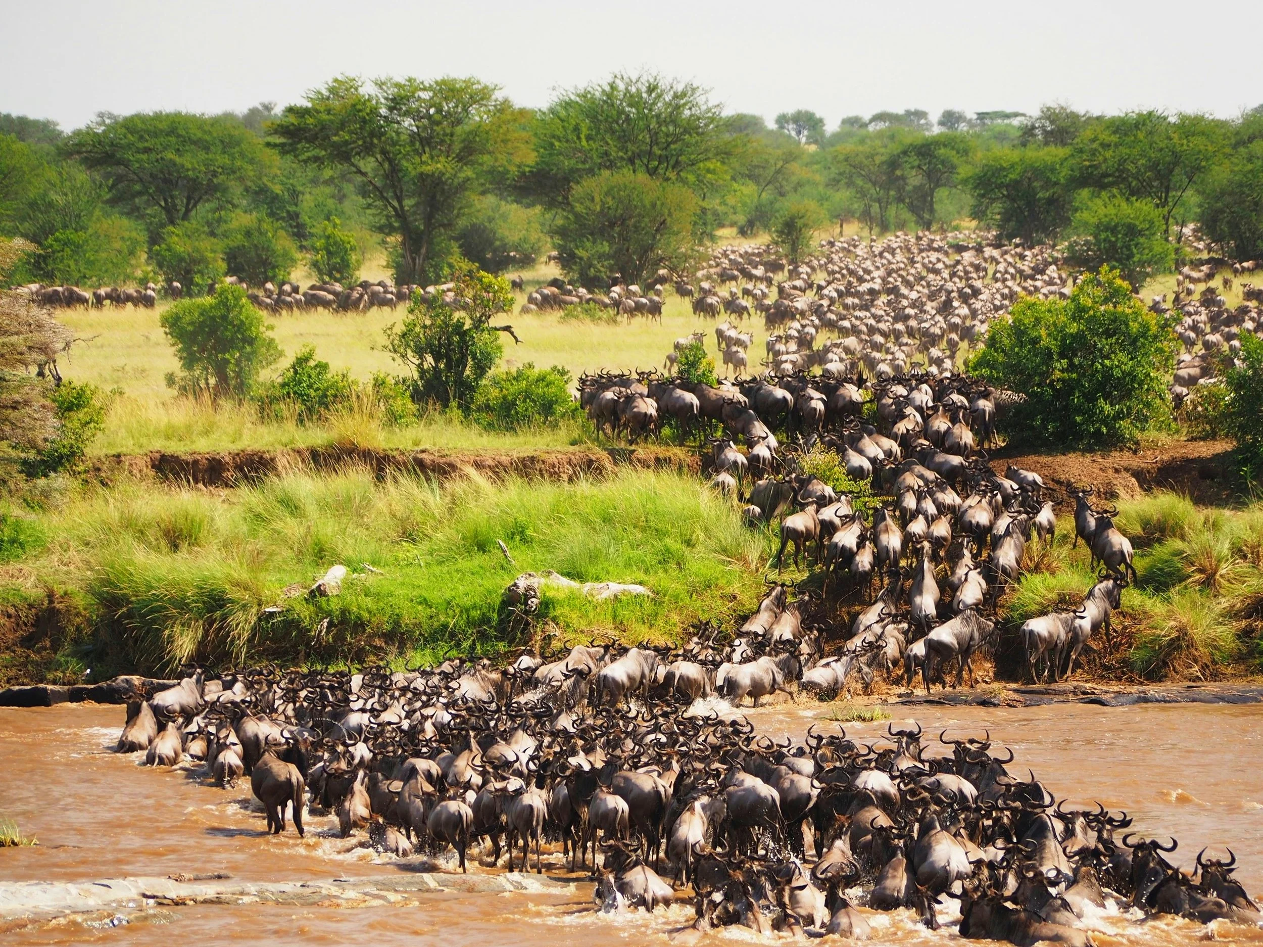 8 to 10 Day Kenya and Tanzania Great Migration Safari