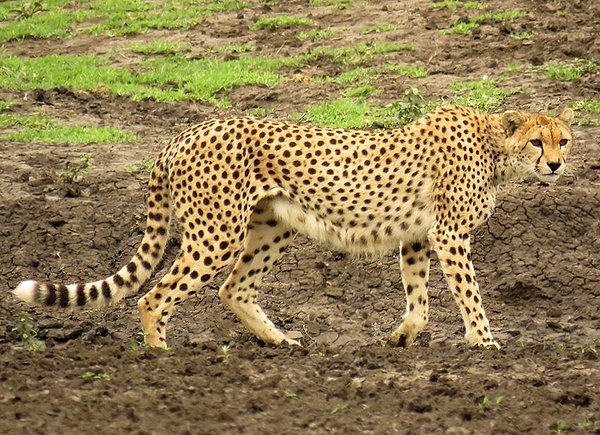 Wildlife in Arusha National Park