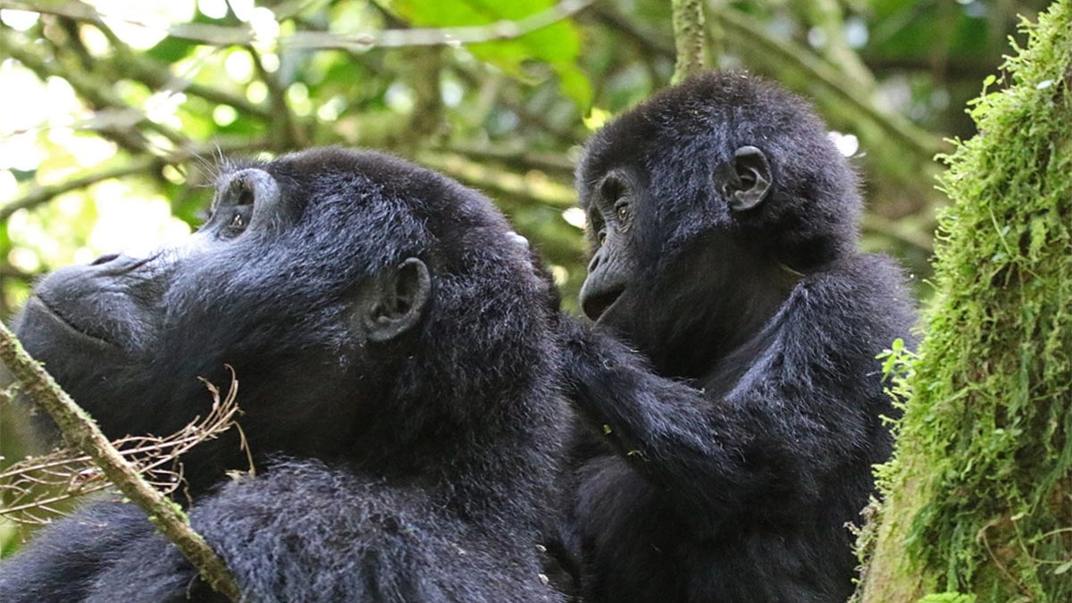Bwindi Impenetrable National Park Uganda