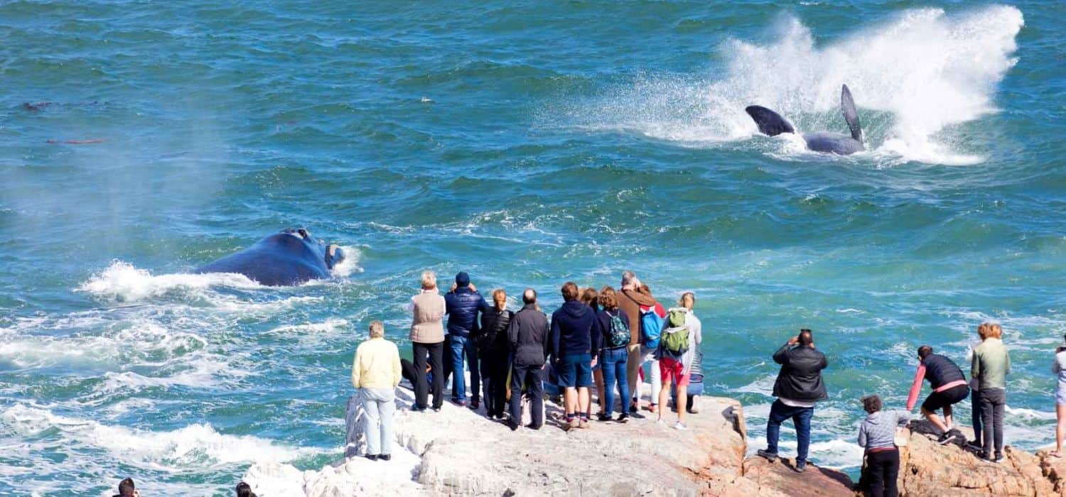 Hermanus Whale Coast whale watching South Africa