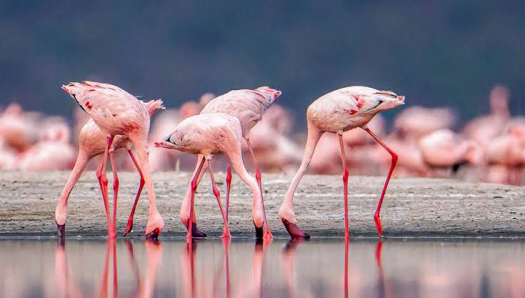 Flamingos and dramatic landscape at Lake Natron