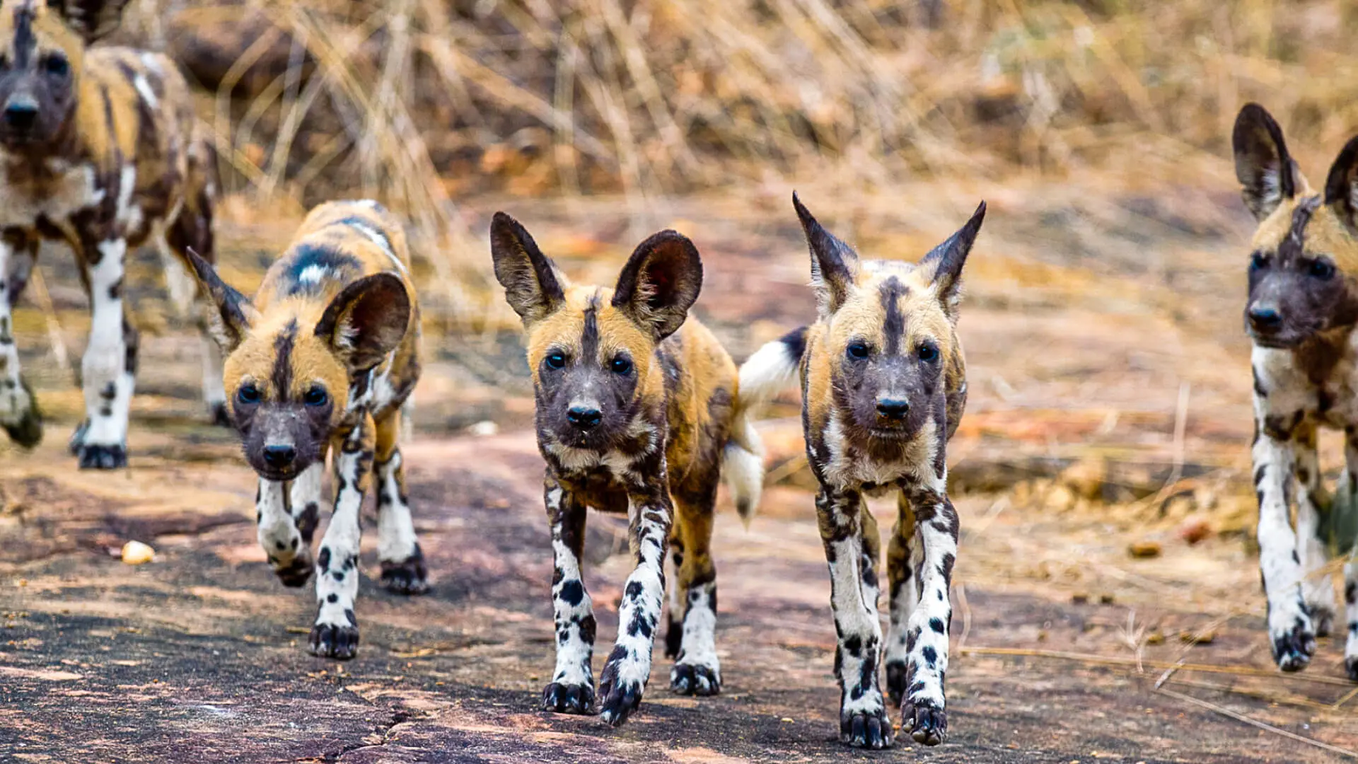 African wild dogs in Nyerere National Park