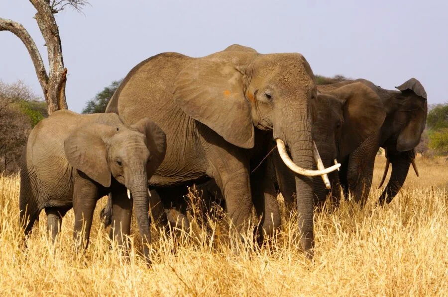 Elephants in Tarangire National Park