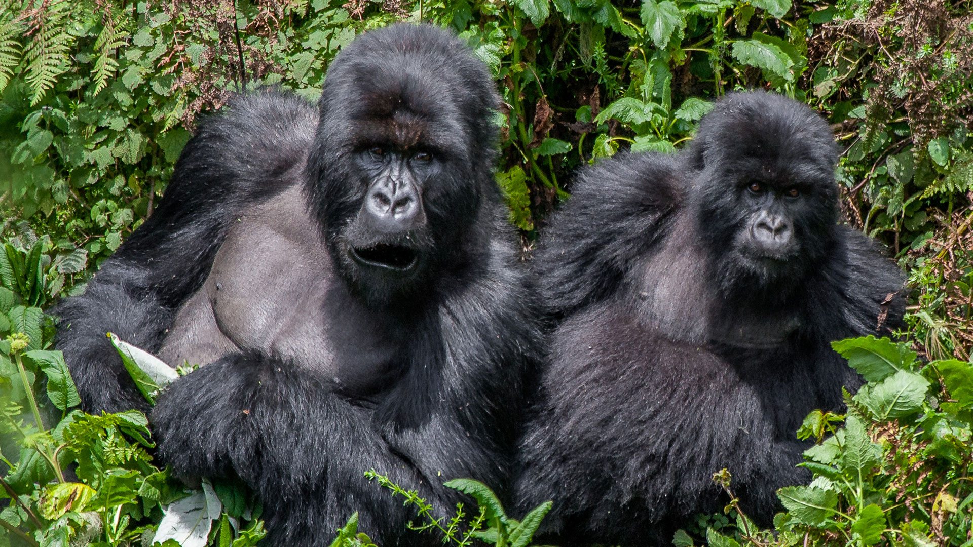 Uganda gorilla and wildlife safari