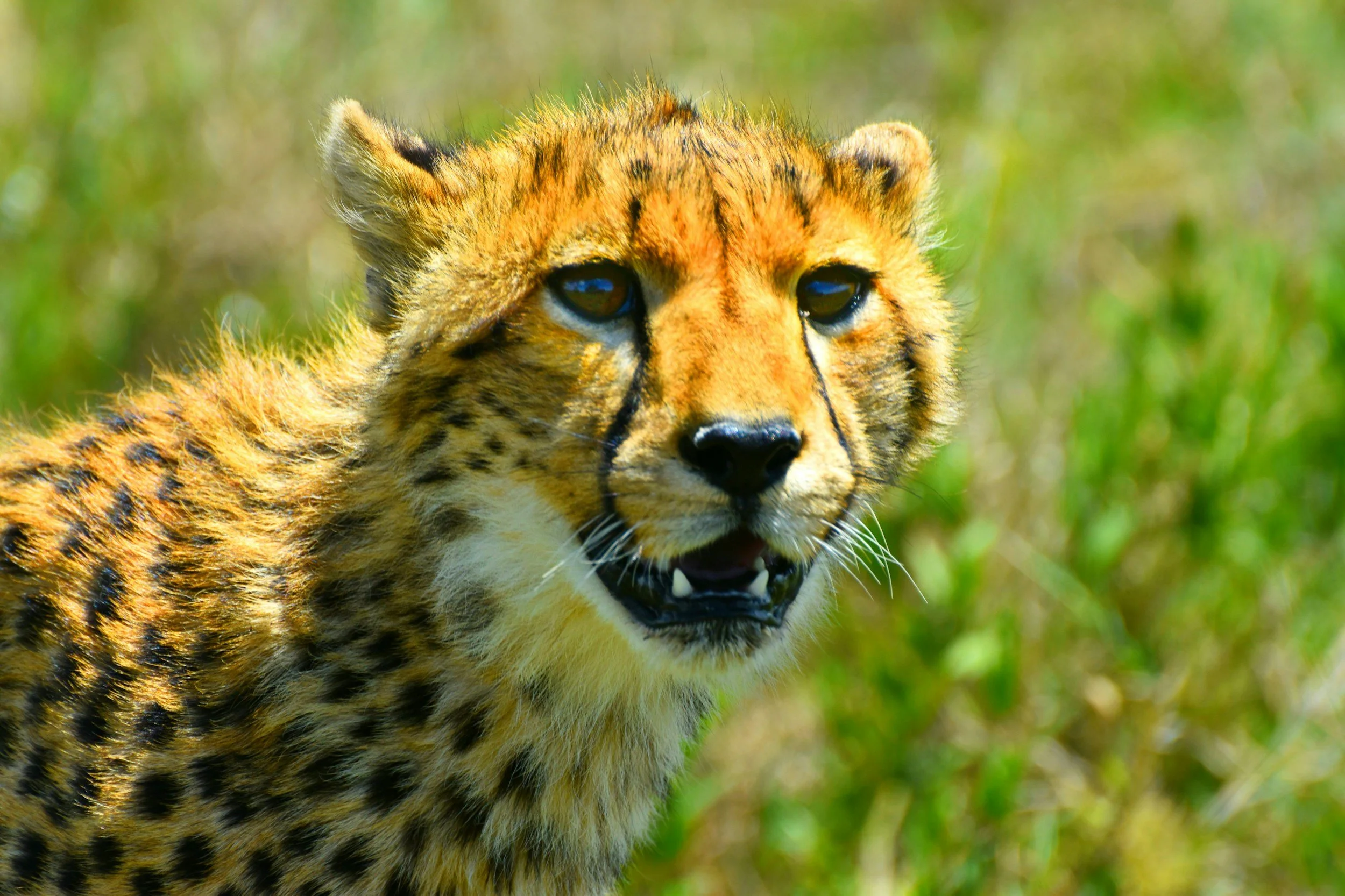 Cheetah in Serengeti representing a Serengeti and Ngorongoro safari