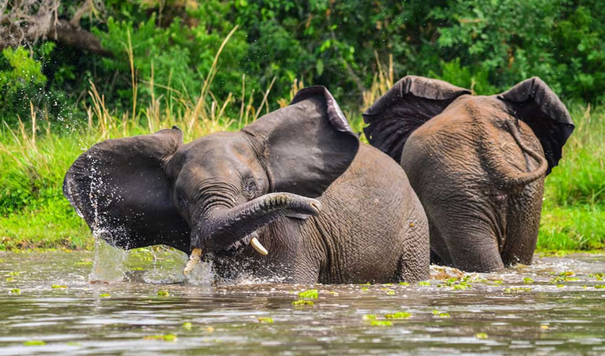 Elephants on safari in Murchison Falls Uganda