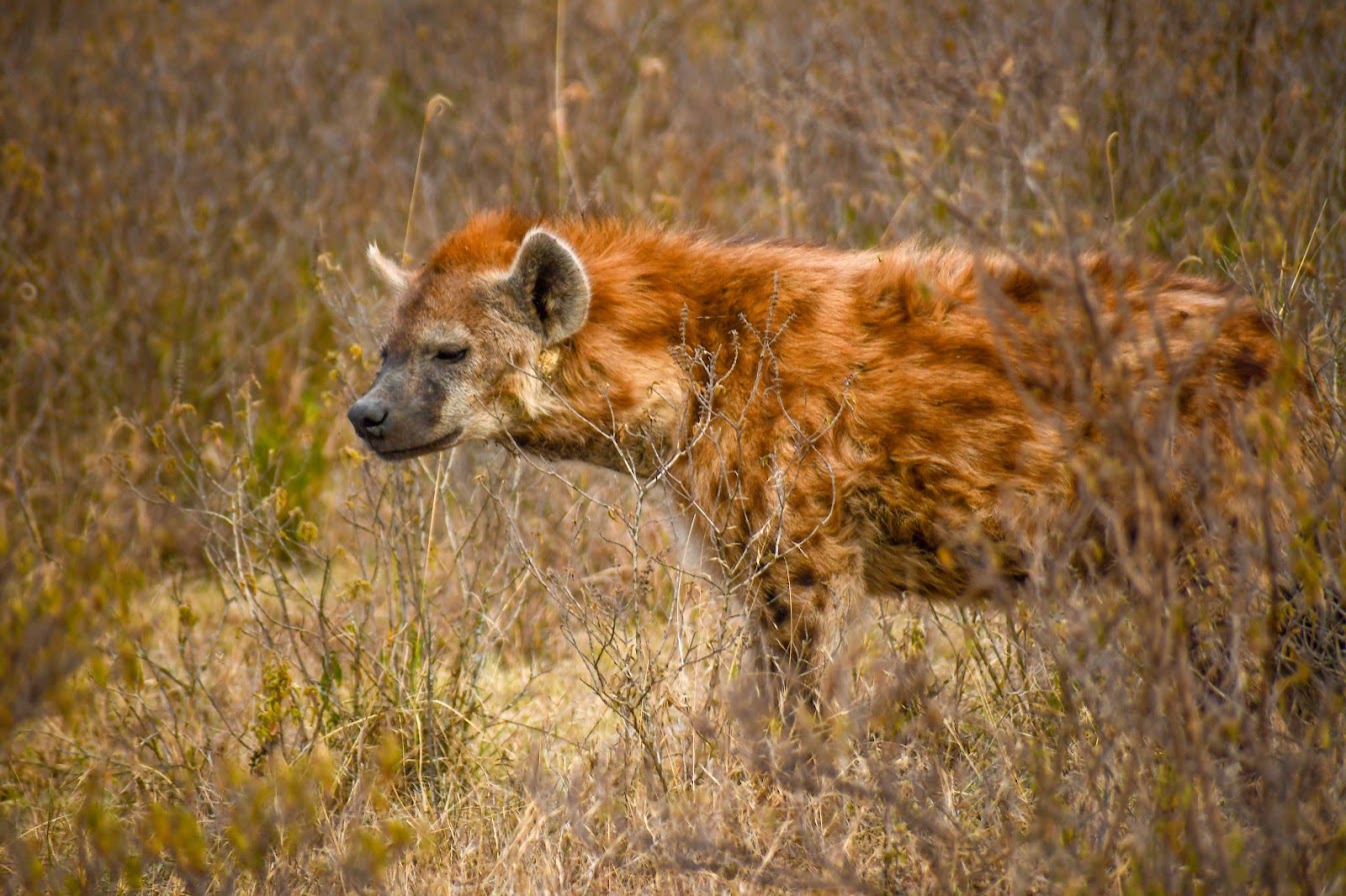 Hyena representing the wilderness of southern Tanzania