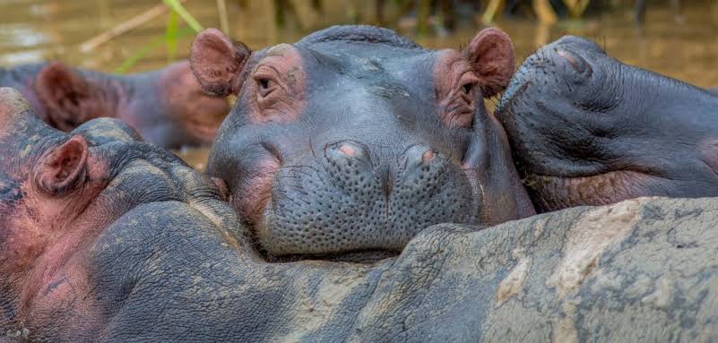 iSimangaliso Wetland Park wildlife and marine destination South Africa