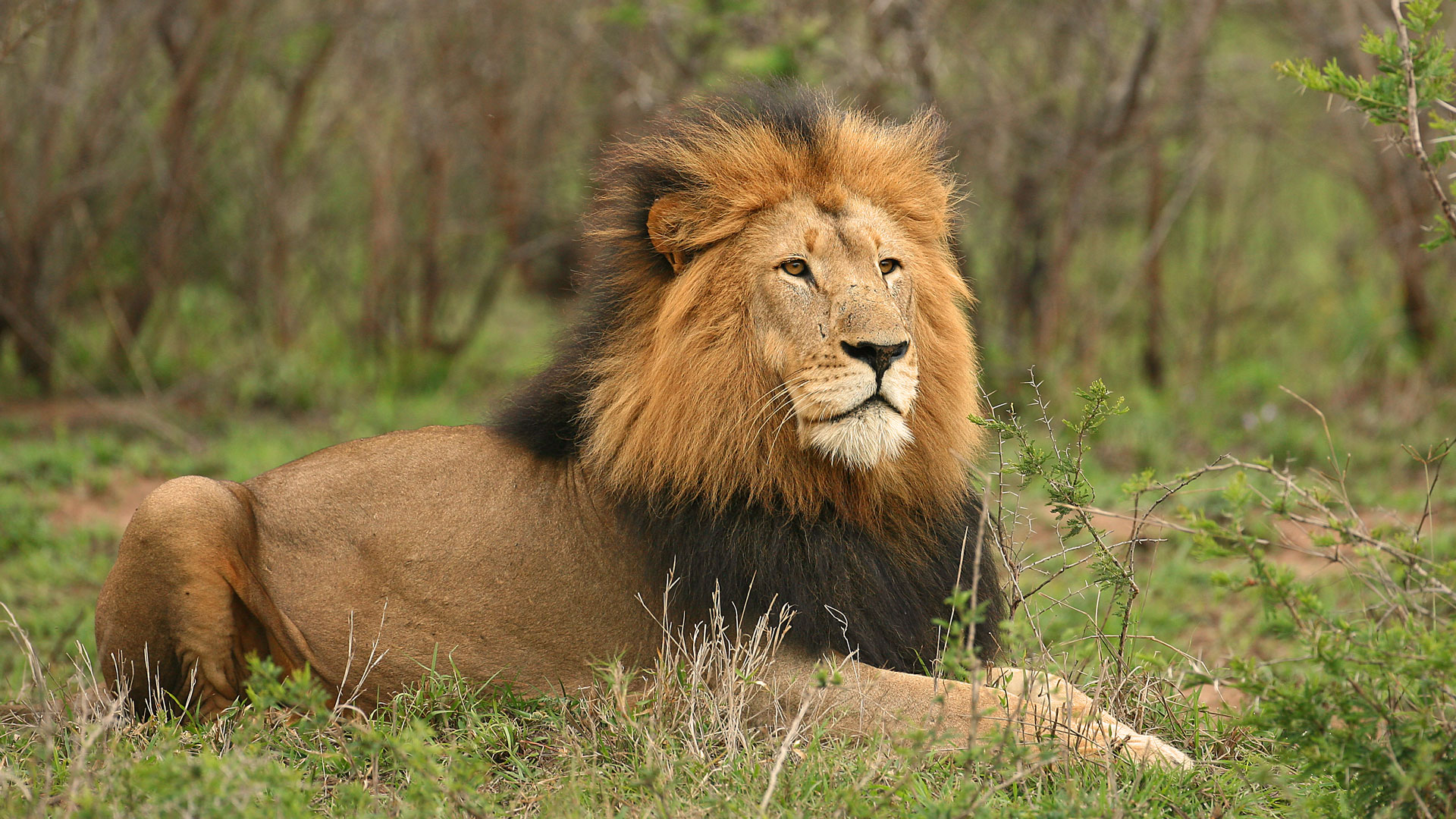 Lion in Ruaha National Park