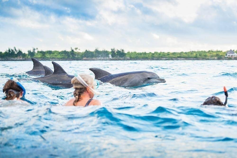 Dolphins and marine experiences near Mafia Island