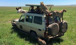 ngorongoro park