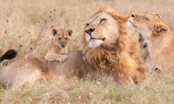A family of lions family safari