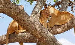 north-tz-safari lions