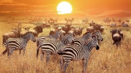 Serengeti zebras