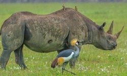 biig 5 ngorongoro tz