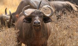Tsavo East National Park