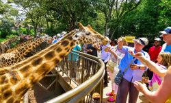 giraffe center