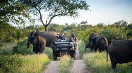 kruger park