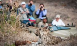 safari-guide-leopard