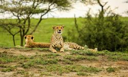 serengeti-ngorongoro